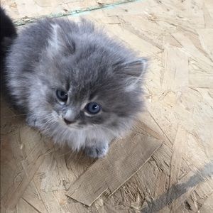 Meet your Posher, Camryn